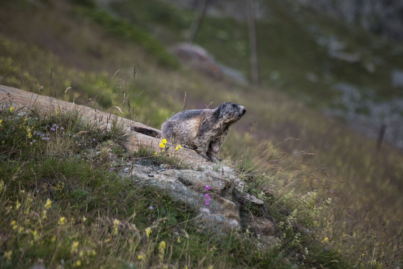 A la rencontre des marmottes | Sentier thématique à Zermatt